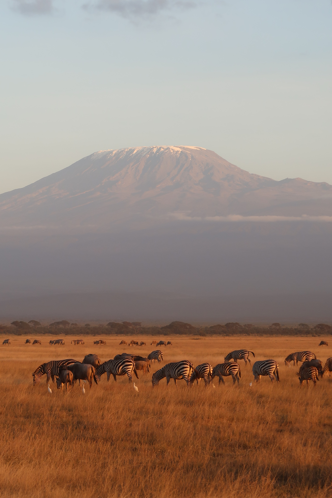 Zebras below Kilimanjaro